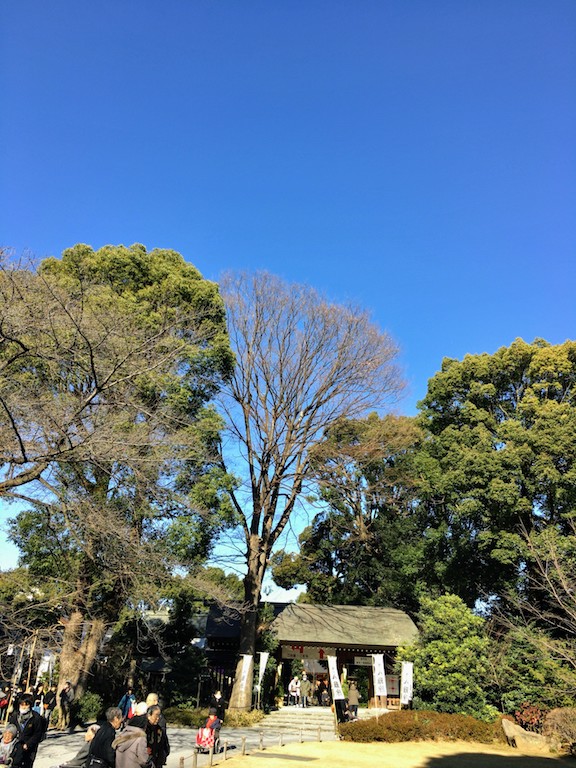 Shinmeigu trees