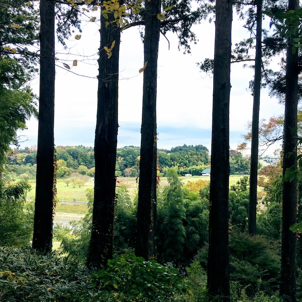 Japanese cedar