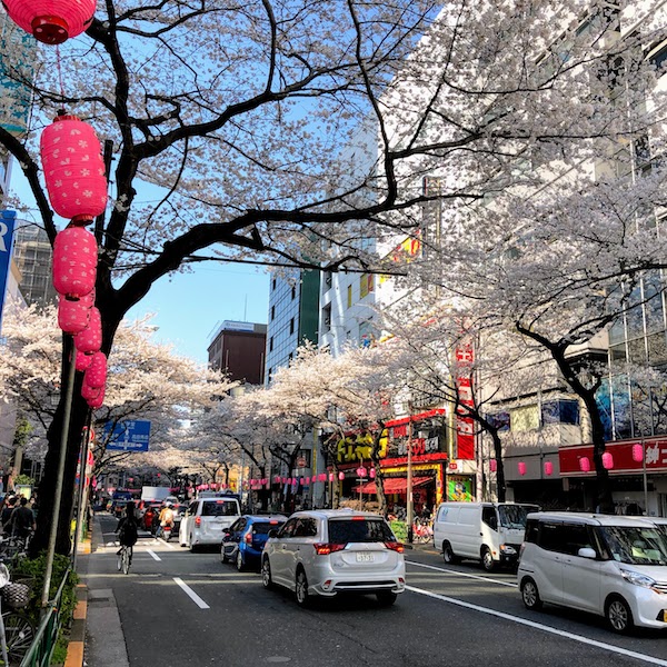 Sakura and lantern